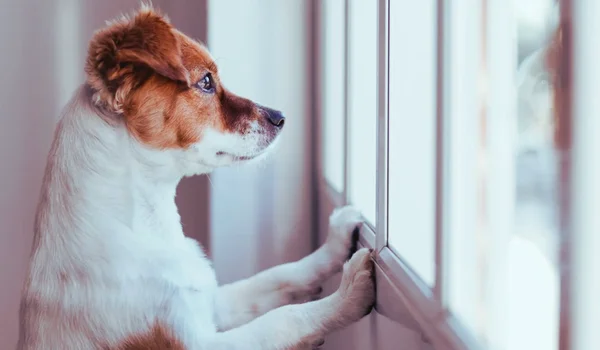 How to Help a Dog With Separation Anxiety