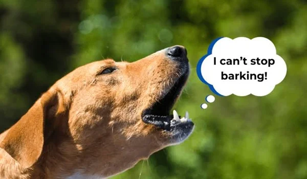 How to Stop a Dog From Excessive Barking