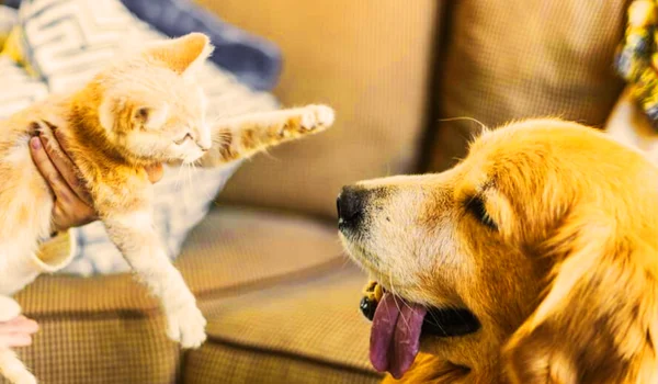 Introduce a New Pet to Your Existing Pet