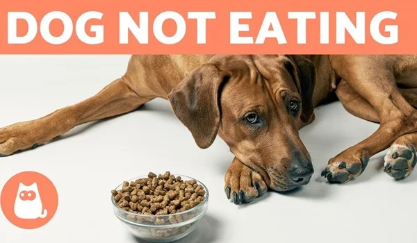 What to Do If Your Dog Stops Eating Suddenly